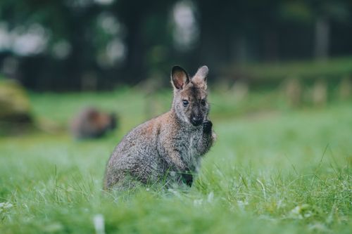Free Close-up of a wild wallaby standing in green grass, looking at the camera during the day. Stock Photo
