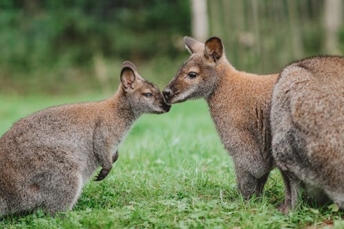 Gratis stockfoto met aanbiddelijk, baby, beest