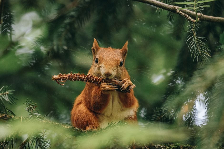How a squirrel creator’s audience became DualShot Recorder’s distribution engine