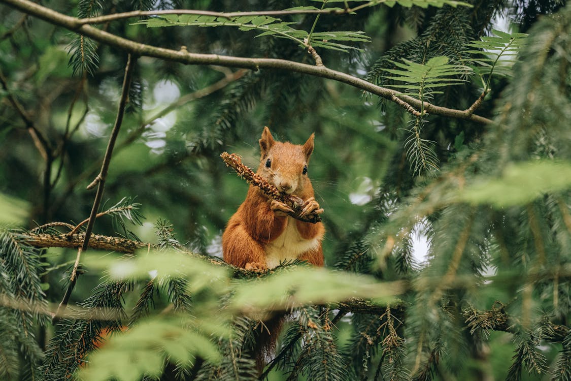 Free stock photo of animal pictures, animals in the wild, beauty in nature, branch, close up, front view, leaf, mammal, nature, outdoors, portrait, sitting, squirrel, zoology Free stock photo of animal pictures, animals in the wild, beauty in nature, branch, close up, front view, leaf, mammal, nature, outdoors, portrait, sitting, squirrel, zoology