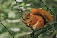 A Red Squirrel Gnawing a Conifer Cone