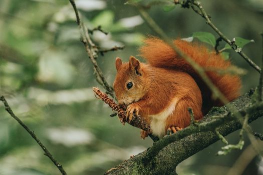 A Red Squirrel Gnawing a Conifer Cone