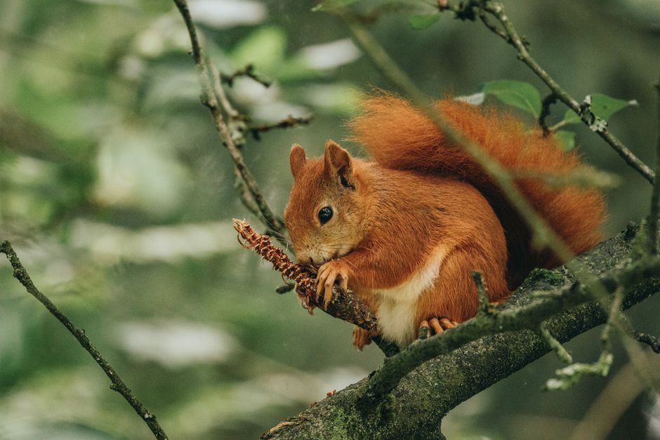 A red squirrel gnawing on a branch surrounded by lush greenery in a forest.