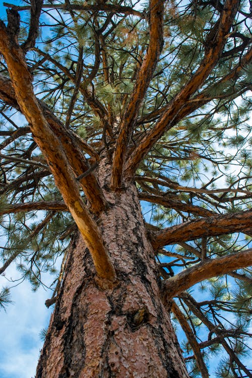 Free stock photo of perspective, pine, tree Stock Photo