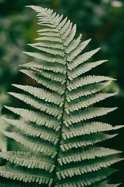 Green Leaf Plant in Close Up Photography