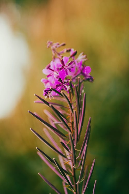 Purple Flowers in Close Up Photography