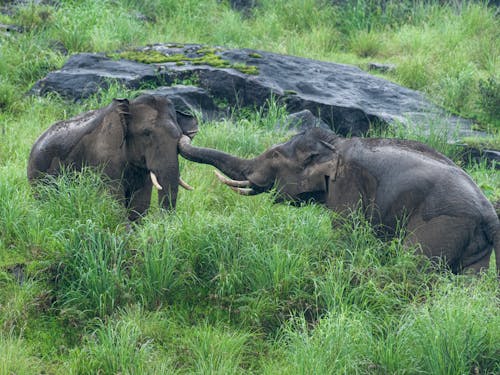 , fil, çim, filler içeren Ücretsiz stok fotoğraf