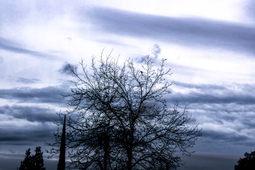 雲天空下的一棵裸樹的照片