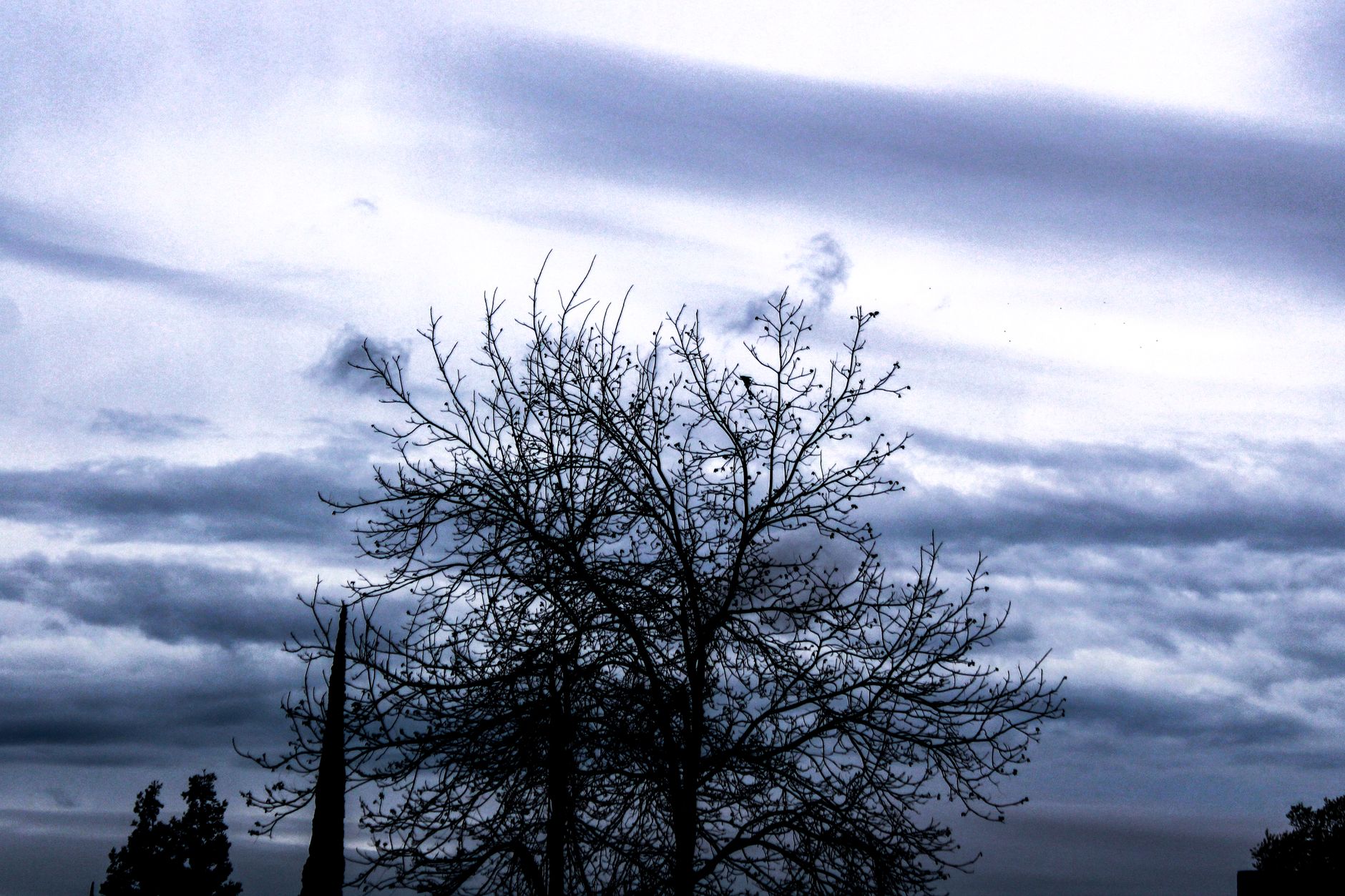 A bare tree silhouette stands stark against dramatic cloudy sky, capturing nature's raw beauty. — free online jigsaw puzzle on JigsawPuzzlesFreeOnline.org