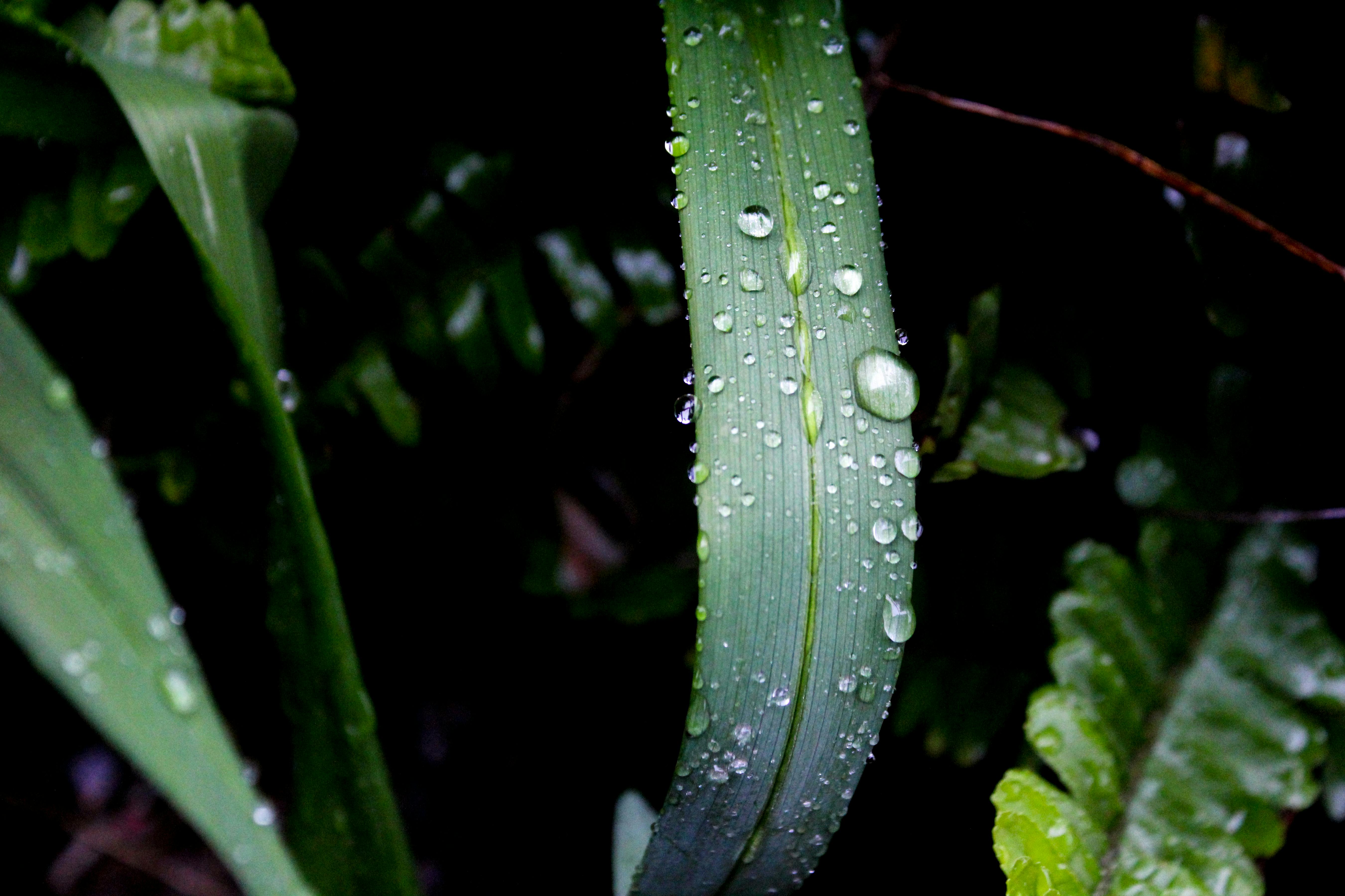 close up photography of green leaf plant with water dew