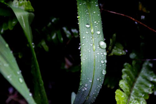 Fotografía En Primer Plano De La Planta De Hoja Verde Con Rocío De Agua