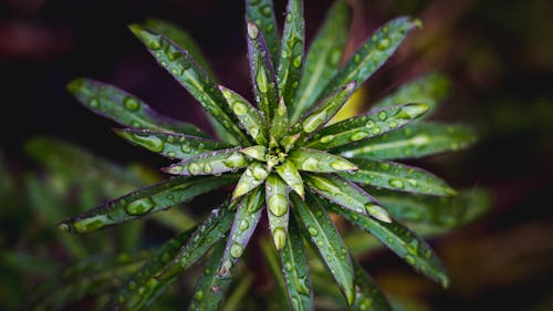 無料 水滴と葉のクローズアップ写真 写真素材