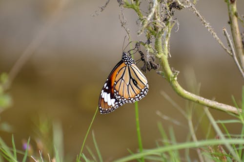 Close-up Photo of a Butterfly 