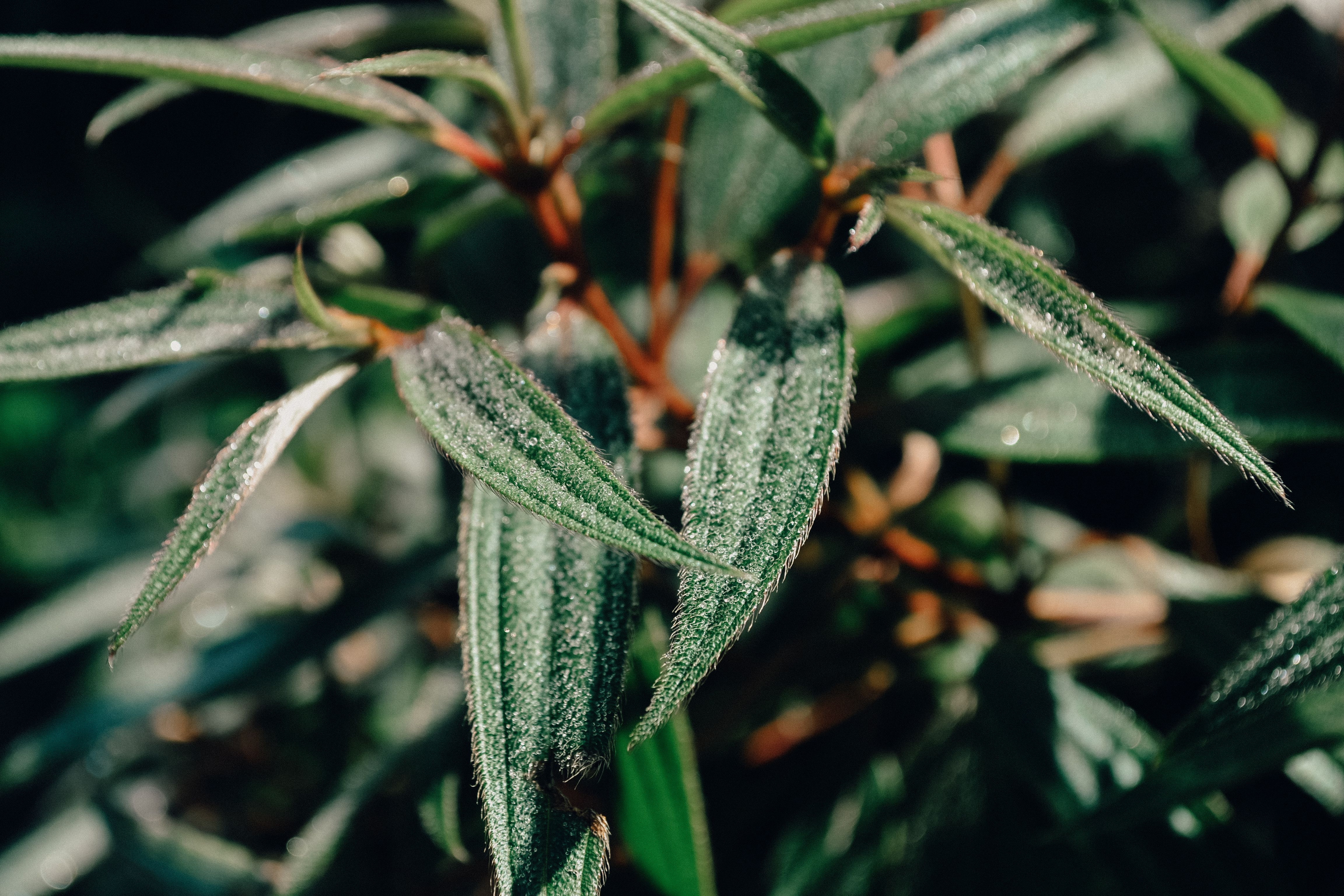 Appeals Court to Rule Soon on Marijuana Rescheduling as Billions in Cannabis Tax Benefits Hang in the Balance — Photo by Guil
