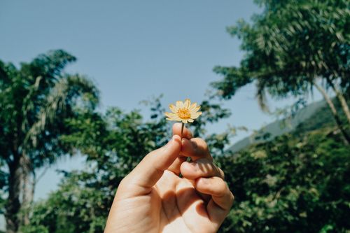 Free A hand holding a small yellow flower against a backdrop of lush greenery under a clear blue sky. Stock Photo