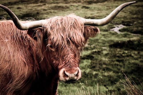 Close-Up Photo of a Highland Cattle with Long Horns