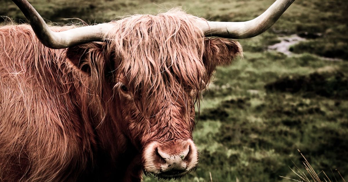 food story: Scotland - Highland Comfort Food and Whisky Country Meals