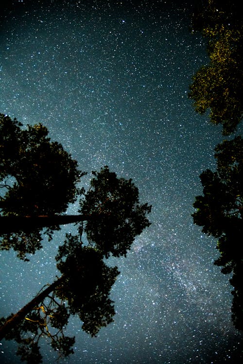Základová fotografie zdarma na téma hvězdný, les, nízký úhel záběru