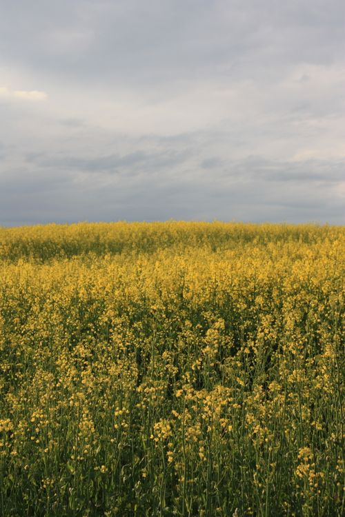 Free A beautiful canola field in full bloom beneath a cloudy sky in Minsk, Belarus. Stock Photo