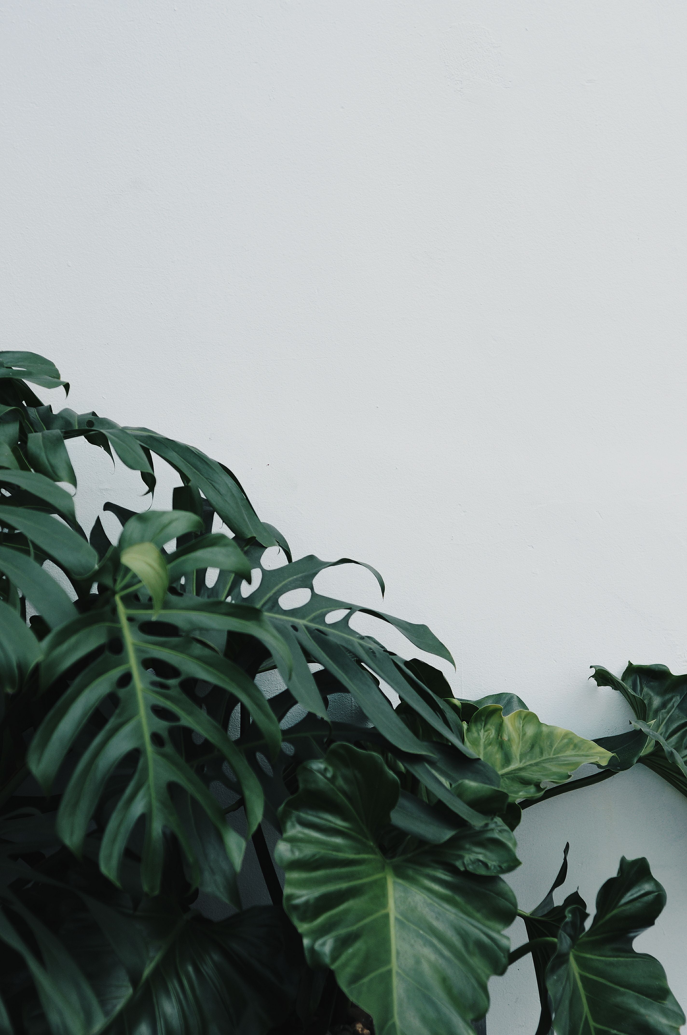 Close-up of Monstera Deliciosa leaves with a minimalist approach, offering natural beauty and botanical elegance.