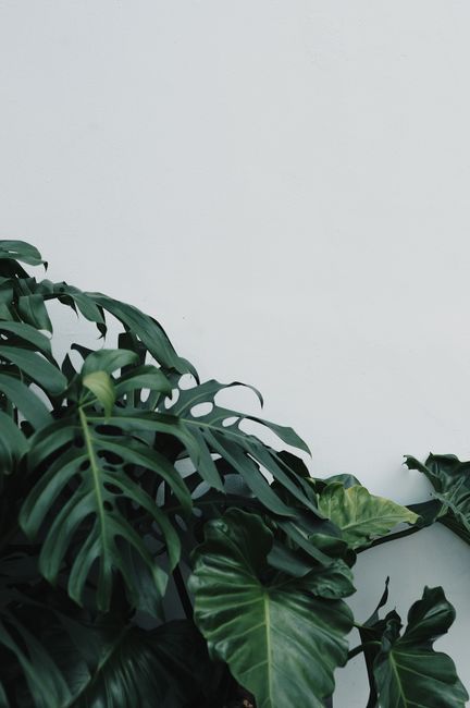 Close-up of Monstera Deliciosa leaves with a minimalist approach, offering natural beauty and botanical elegance.