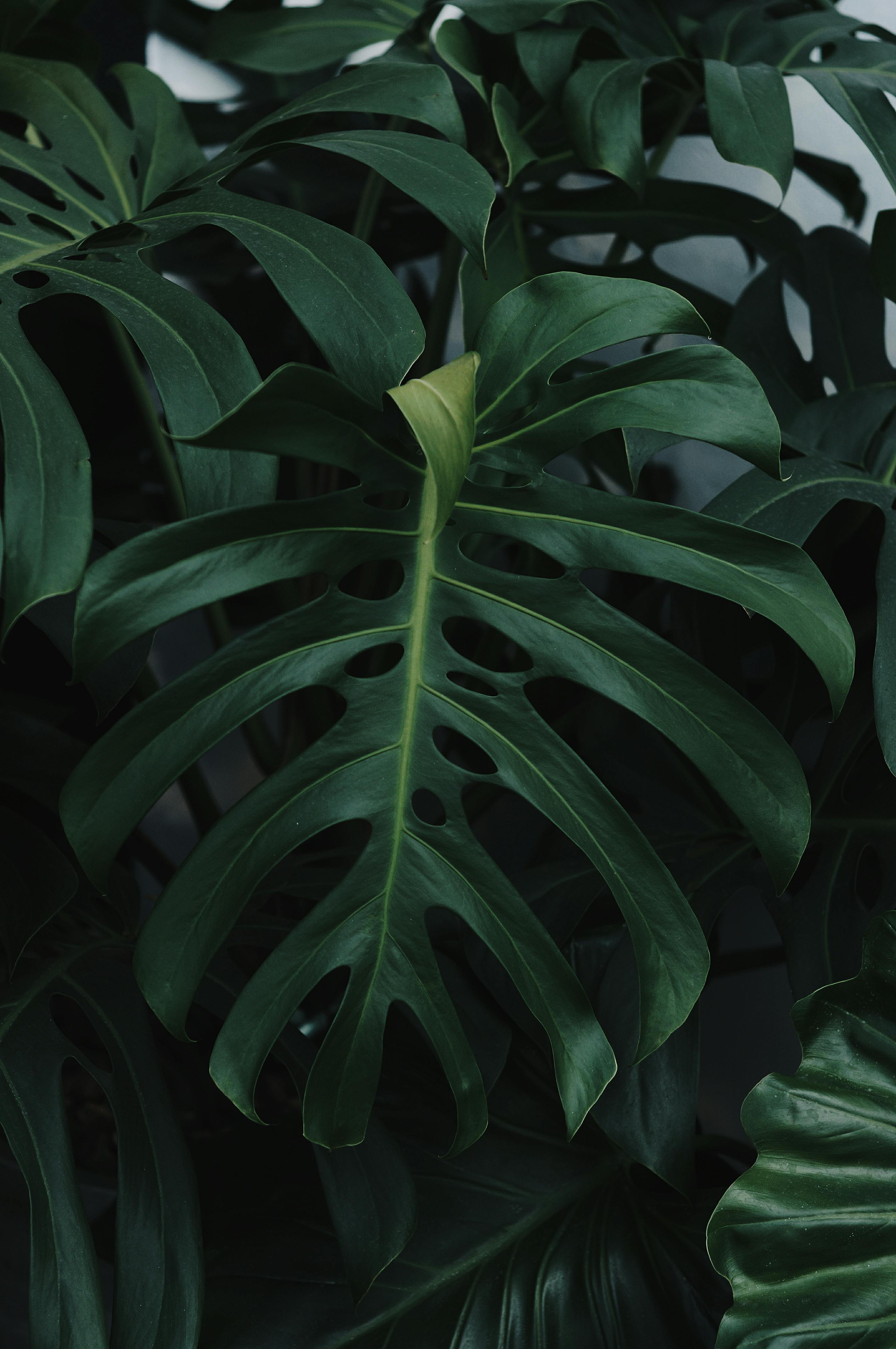 Monstera deliciosa green on green Monstera Green on Green