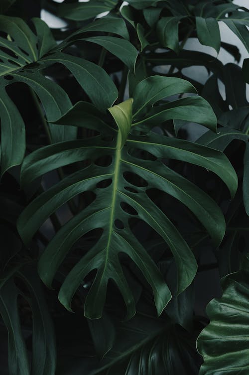Darmowe zdjęcie z galerii z botanika, liście, listowie