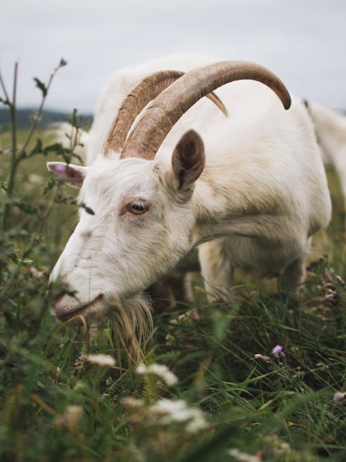 Close-Up Photo of a White Goat with Long Horns