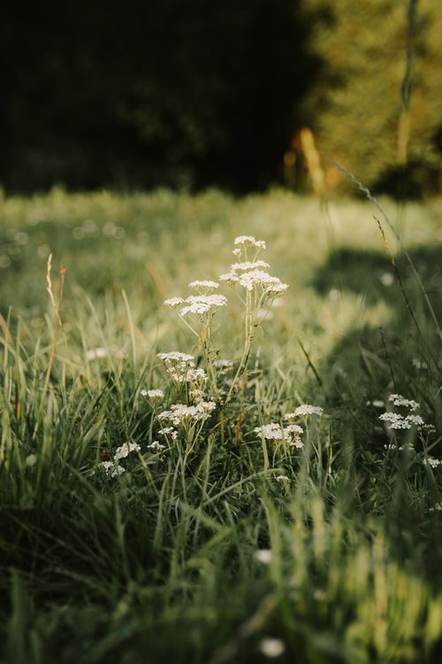 Free White wildflowers stand out against a sunlit meadow with a blurred background, capturing the essence of nature's beauty. Stock Photo