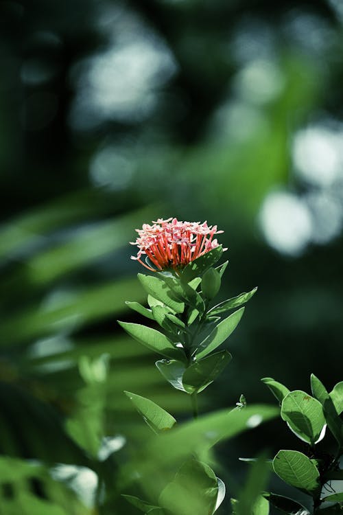 bitki, bulanıklık, çiçeklenmek içeren Ücretsiz stok fotoğraf