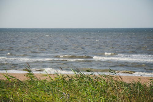 Foto profissional grátis de cenário, grama verde, litoral
