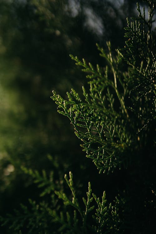 Foto stok gratis berbayang, cemara, daun-daun hijau