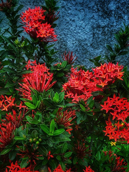 Gratuit Imagine de stoc gratuită din a închide, arbust, botanic Fotografie de stoc