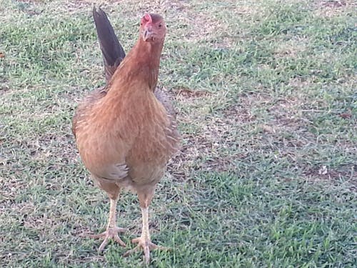 Free stock photo of chicken