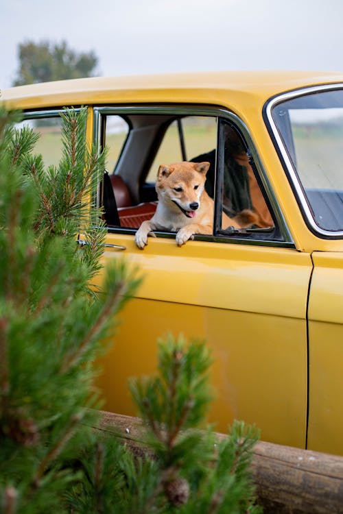 Dog Looking Outside a Yellow Car Window