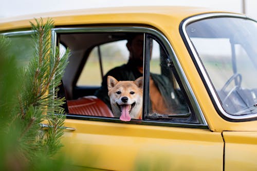 Dog Insde a Yellow Car