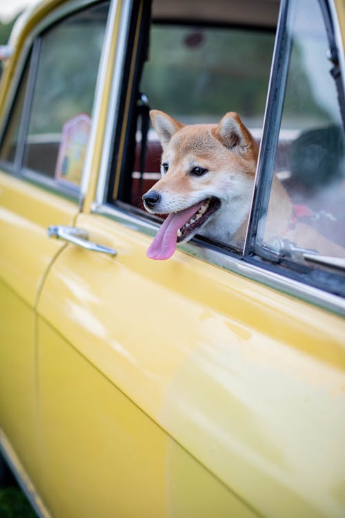 Brown Dog Looking Outside a Yellow Car Window