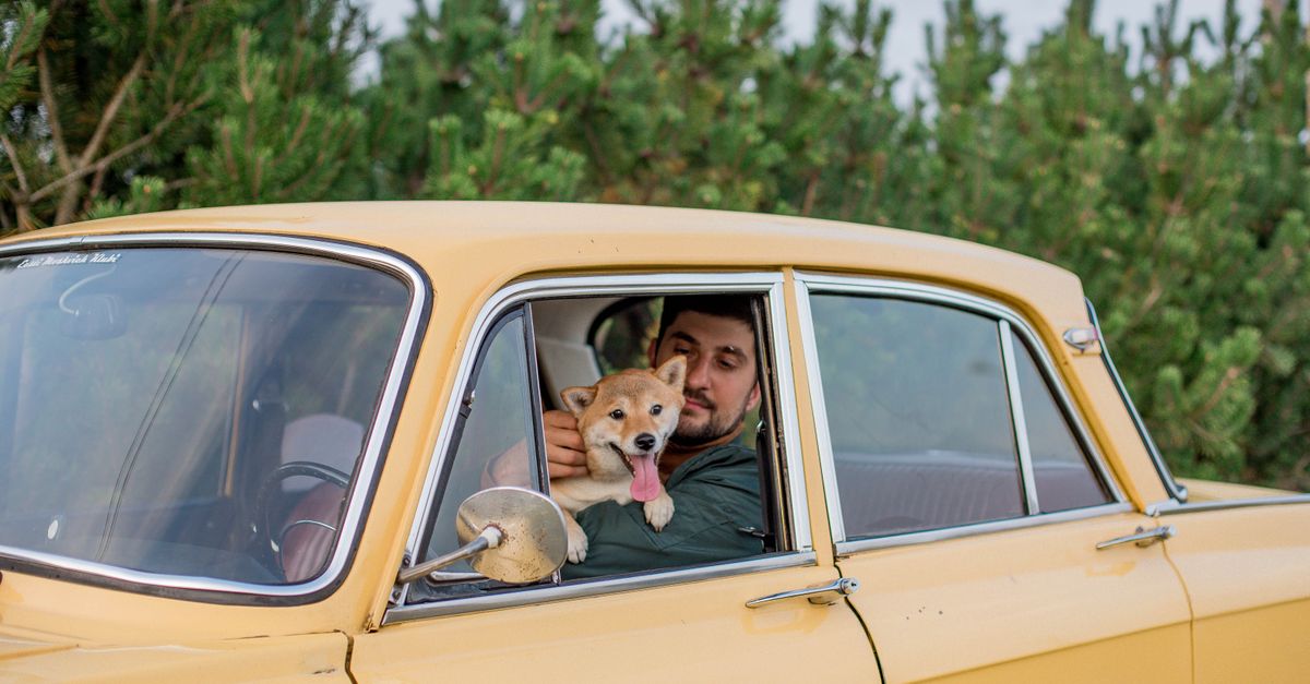 Chien en cabine : quelles sont les règles en avion ?