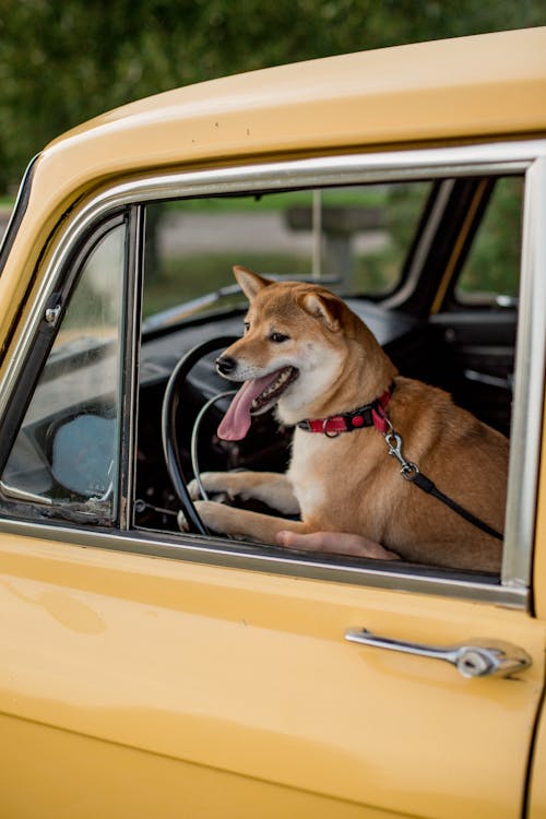 Ilmainen kuvapankkikuva tunnisteilla ajoneuvo, auto, auton ikkuna