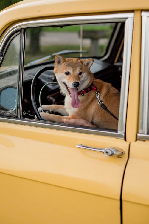 Brown Dog on Driver's Seat of a Yellow Car