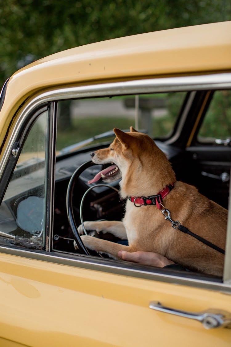 A Shiba Inu Inside A Car 