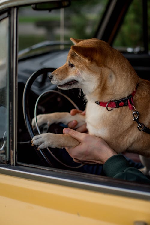 Dog in s Car