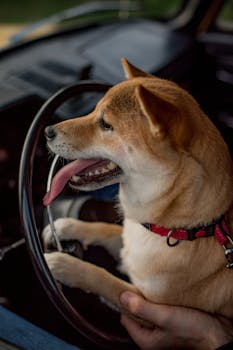 Playful Shiba Inu dog behind a steering wheel, exuding joy and curiosity in a car setting.