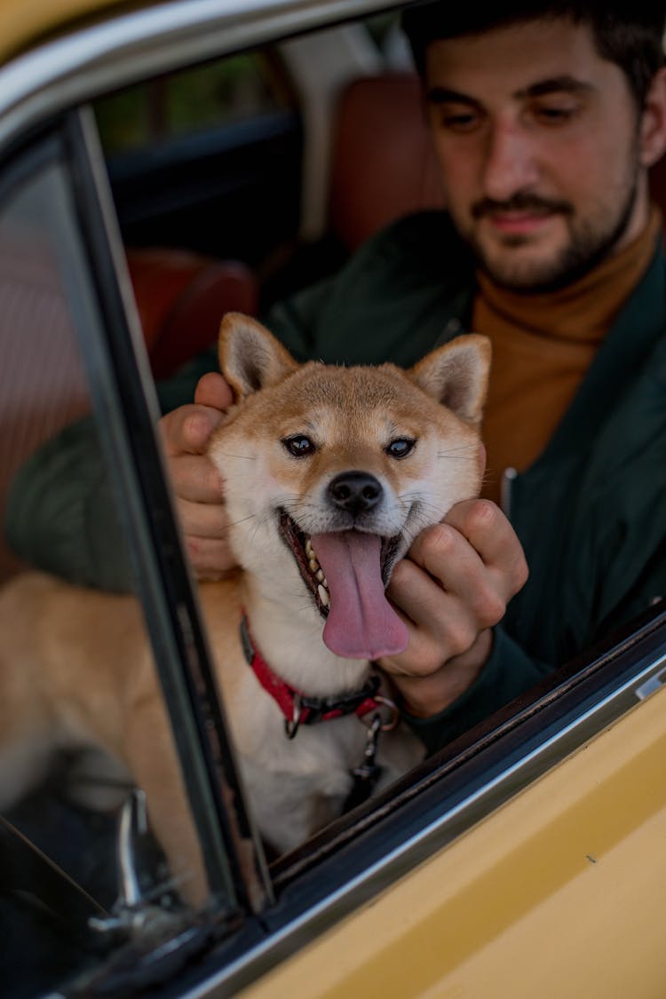 Brown Dog With Tongue Out Sitting Inside A Car With A Man