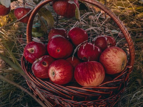 Free A basket filled with fresh red apples placed outdoors, showcasing a rustic and natural setting. Stock Photo
