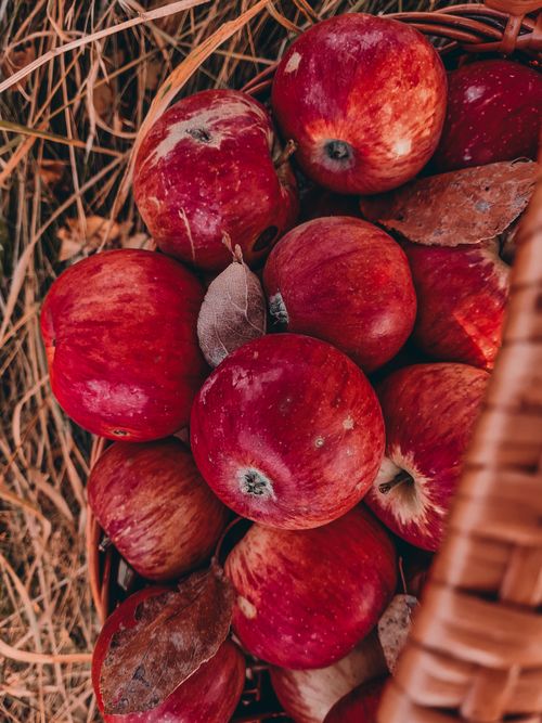 Free A close-up of bright red apples in a wicker basket on a bed of straw, captured outdoors. Stock Photo