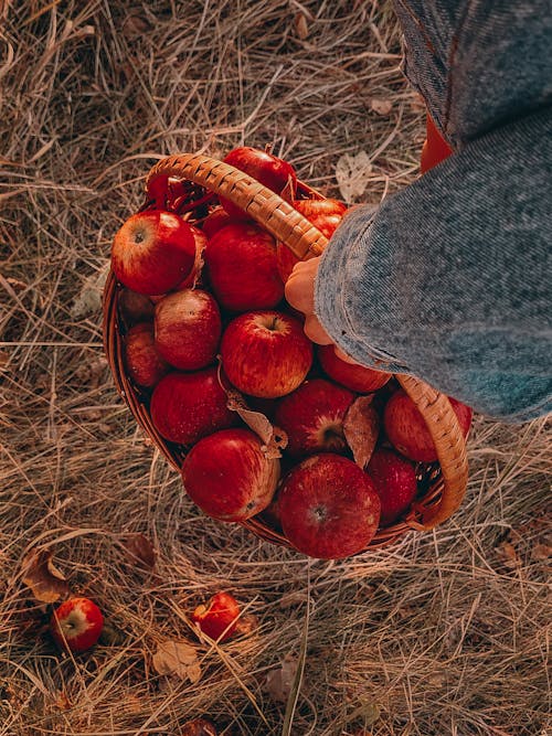 Person Carrying a Basket Full of Apples