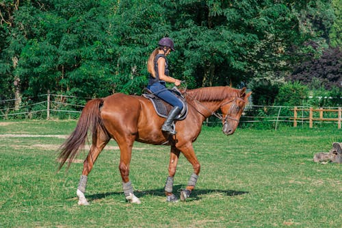 Foto stok gratis equidae, hewan domestik, kaum wanita