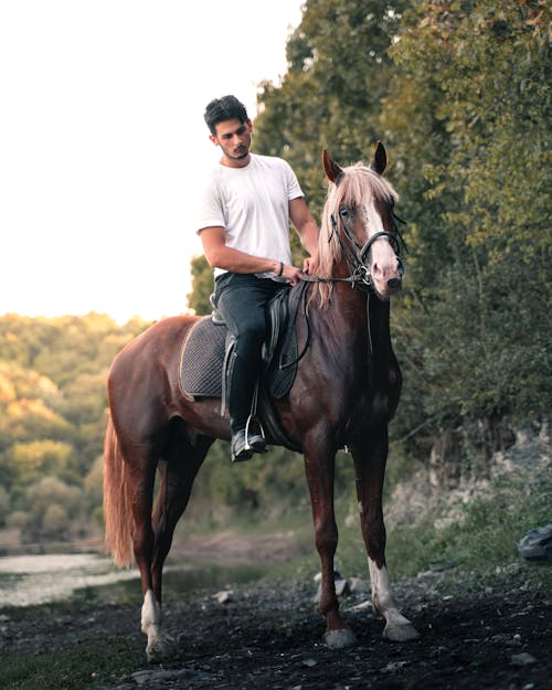 Gratis stockfoto met arabisch paard, bomen, buiten