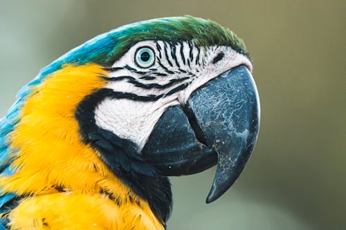 Close-Up Photo of a Colorful Macaw Parrot